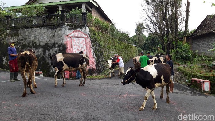 Warga menggembala ternak sapinya keliling kampung dalam tradisi syawalan Bakdo Sapi di Boyolali, Minggu (31/5/2020).