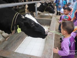 Jakarta Punya Eduwisata Peternakan Sapi Perah Lho!