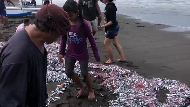 Ikan-ikan kecil terdampar di pesisir Pantai Pesinggahan Klungkung, Bali, Jumat (29/5/2020).