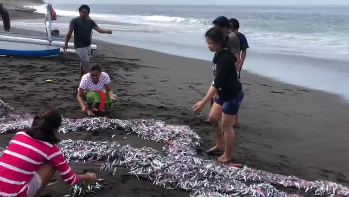 95 Jual Ikan Air Laut Di Bali HD Terbaru