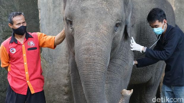 Taman Satwa Taru Jurug (TSTJ) atau Solo Zoo, Minggu (31/5/2020).