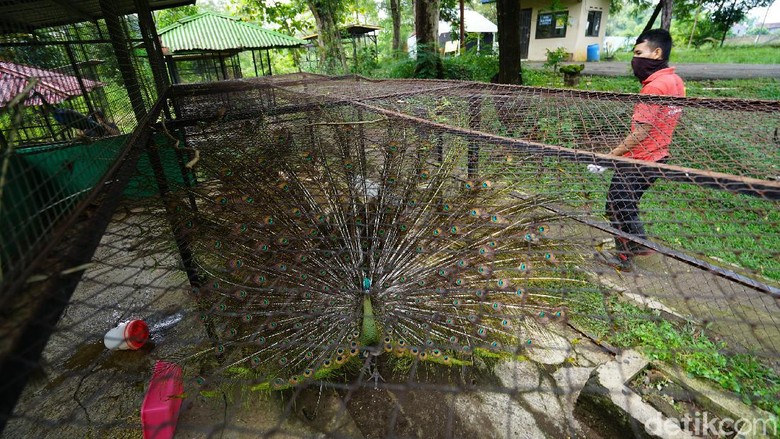 Lokasi Taman Satwa Taru Jurug Solo