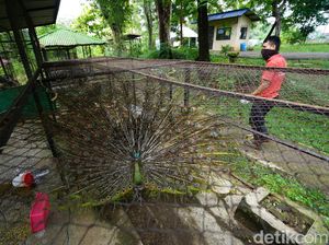 Taman Jurug Solo Matangkan Rencana Sambut New Normal