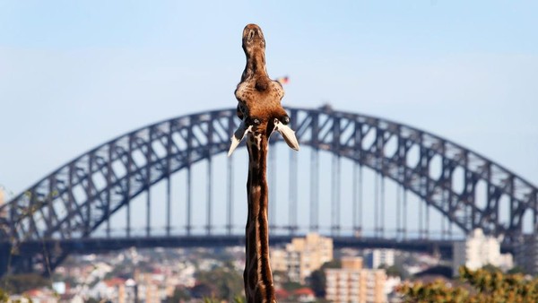 Pembatasan terus mereda di Australia sebagai tanggapan terhadap penurunan tingkat infeksi COVID-19 di negara itu. Pembatasan terus mereda di Australia sebagai tanggapan terhadap penurunan tingkat infeksi COVID-19 di negara itu.