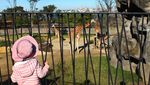 Kebun Binatang Australia Kembali Buka untuk Umum