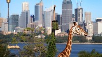 Kebun Binatang Taronga telah dibuka kembali untuk umum karena pembatasan COVID-19 mereda di seluruh Australia menyusul penurunan tingkat infeksi yang stabil.