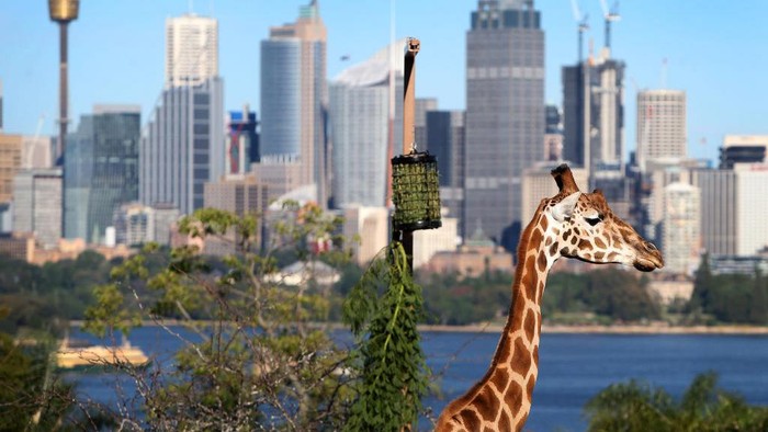 Penurunan kasus Corona yang stabil membuat otoritas Australia kembali membuka beberapa tempat umum, salah satunya kebun binatang.