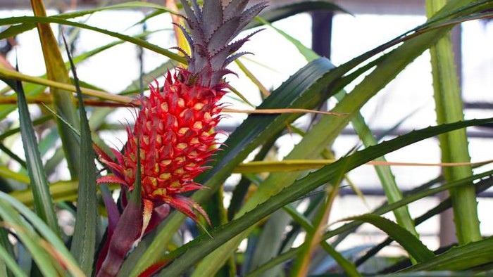 Nanas merah Nanas merah