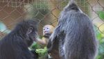 Lucunya 2 Bayi Lutung Berbulu Emas dari Bandung