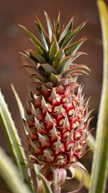 Bukan Kuning Nanas  Unik dari Brasil Ini Warnanya Merah 