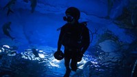 Salah satu tempat hiburan yang kembali dibuka untuk umum ada Sea Life Bangkok Aquarium. AP Photo/Sakchai Lalit.