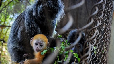 Lucunya 2 Bayi Lutung Berbulu Emas dari Bandung