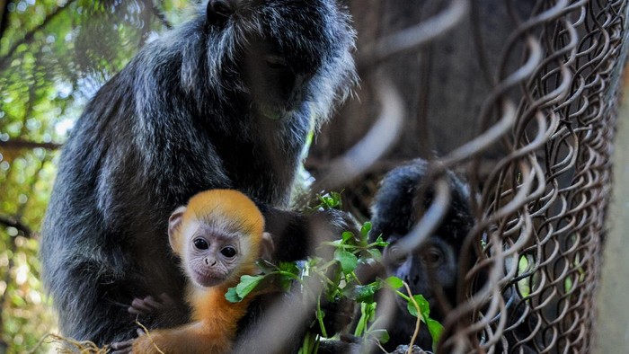 Seekor anak Lutung Jawa (Trachypitecus Auratus) berada dalam pelukan induknya di Bandung Zoo, Bandung, Jawa Barat, Selasa (2/6/2020). Bandung Zoo memiliki satu ekor tambahan koleksi primata dilindungi yang dilahirkan pada 3 Mei 2020  saat pandemi COVID-19 dan diberi nama Fitri. ANTARA FOTO/Raisan Al Farisi