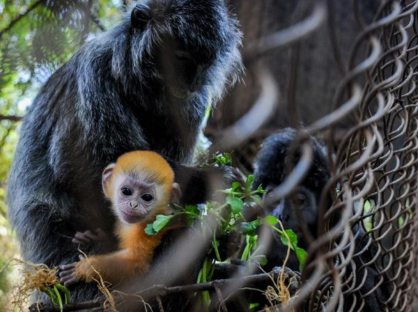 Lucunya 2 Bayi Lutung Berbulu Emas dari Bandung