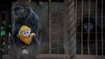 Fitri, Bayi Lutung Jawa yang Lahir di Tengah Pandemi