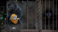 Kini Fitri sudah bisa bermain bersama Ibunya di kandang primata Bandung Zoo. 