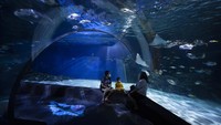Sebuah keluarga tampak asyik mengamati beragam ikan yang berada di Sea Life Bangkok Aquarium, Thailand, yang kembali dibuka untuk umum, Selasa (2/6/2020). AP Photo/Sakchai Lalit.