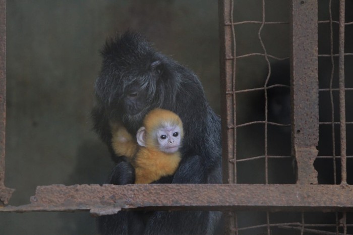 Lutung di Bandung Zoo Garden