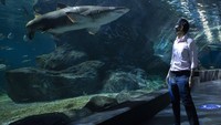 Pengunjung pun mulai berdatangan ke Sea Life Bangkok Aquarium pada Selasa (2/6/2020). Meski telah kembali dibuka untuk umum, sejumlah protokol kesehatan terkait pencegahan penyebaran virus Corona diterapkan cukup ketat, tak hanya bagi pengunjung tetapi juga bagi para pegawai yang bekerja di pusat-pusat hiburan yang kembali dibuka tersebut. AP Photo/Sakchai Lalit.