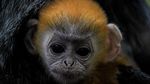 Lucunya 2 Bayi Lutung Berbulu Emas dari Bandung