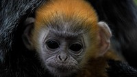 Bayi Lutung Jawa berbulu emas ini diberi nama Fitri. Hewan primata ini dilahirkan pada tanggal 3 Mei 2020. (ANTARA FOTO/RAISAN AL FARISI)