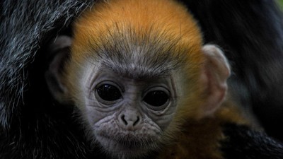 Fitri, Bayi Lutung Jawa yang Lahir di Tengah Pandemi
