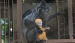 Lucunya 2 Bayi Lutung Berbulu Emas dari Bandung