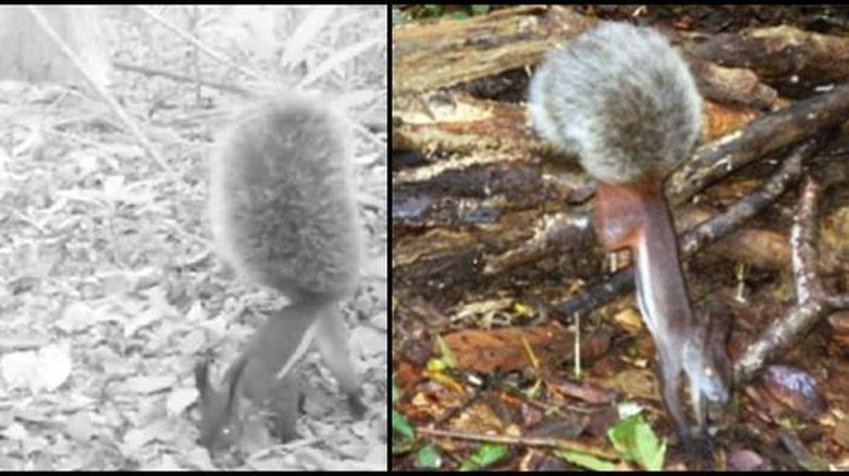 Tupai Peminum Darah di Kalimantan Tupai Peminum Darah di Kalimantan