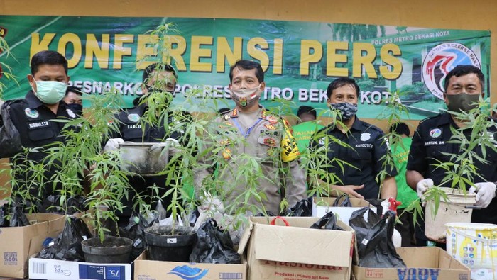 Polisi amankan sejumlah pohon ganja
