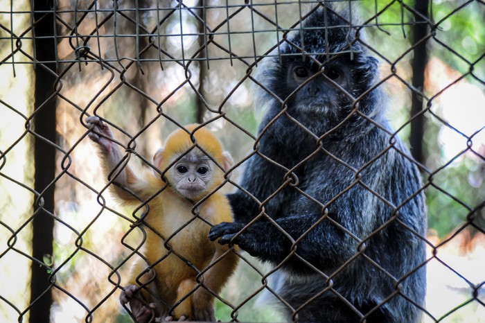 KEHADIRAN ANAK LUTUNG JAWA DI BANDUNG ZOO Seekor anak Lutung Jawa (Trachypitecus Auratus) berada dalam pelukan induknya di Bandung Zoo, Bandung, Jawa Barat, Selasa (2/6/2020). Bandung Zoo memiliki satu ekor tambahan koleksi primata dilindungi yang dilahirkan pada 3 Mei 2020 saat pandemi COVID-19 dan diberi nama Fitri. ANTARA FOTO/Raisan Al Farisi