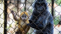 Fitri berpose dengan induknya. Setiap hari lutung-lutung tersebut diberi pakan sayur mayur, buah-buahan dan juga tempe mentah (ANTARA FOTO/RAISAN AL FARISI)