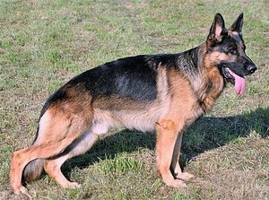 Pertama di Amerika, Anjing Terinfeksi Virus Corona