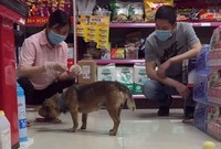 foto viral anjing
