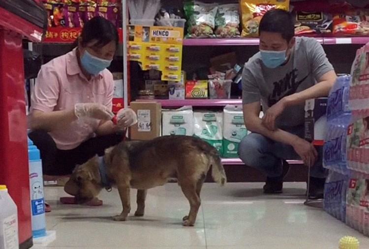foto viral anjing