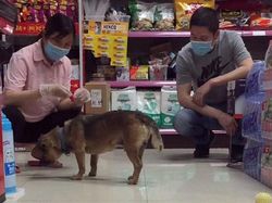 Majikan Wafat Kena Corona, Anjingnya Tak Mau Pulang dari RS