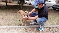 foto viral anjing