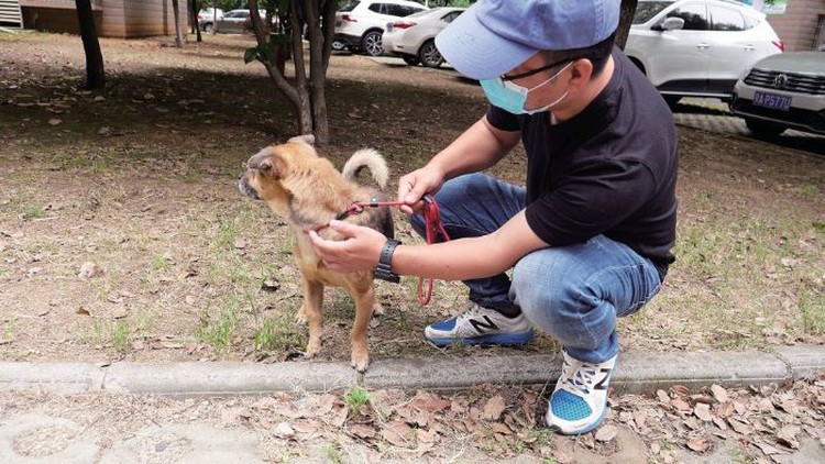 foto viral anjing