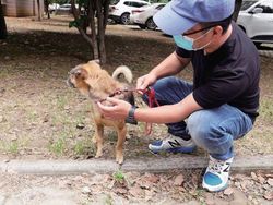 Majikan Wafat Kena Corona, Anjingnya Tak Mau Pulang dari RS