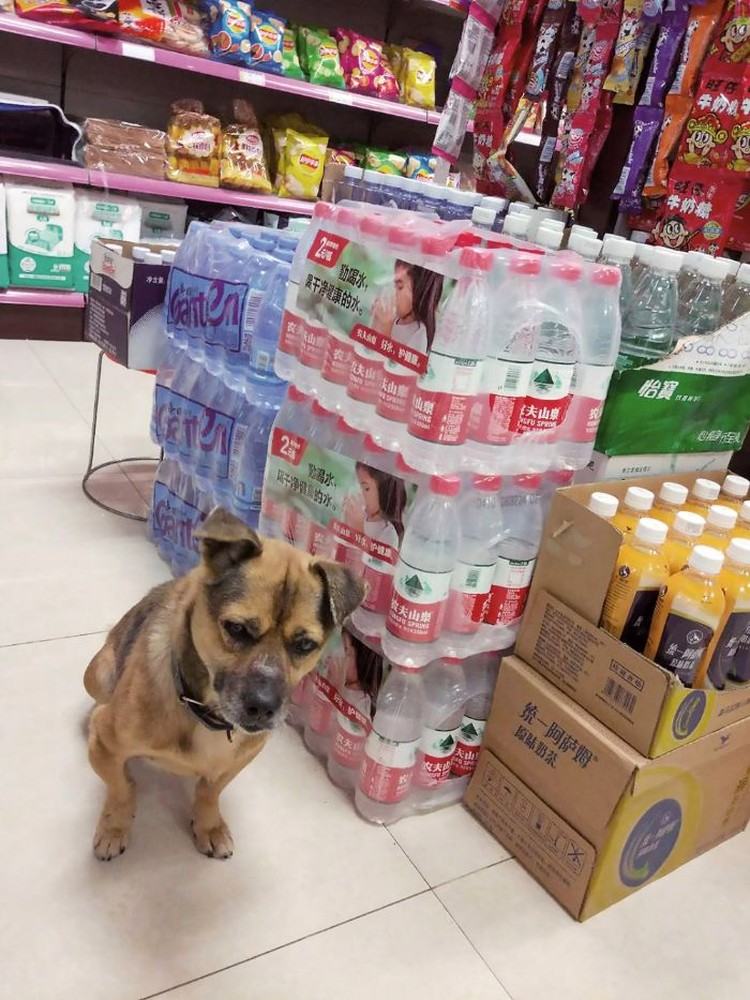 foto viral anjing