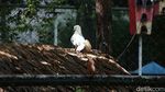 Pandemi Corona, Taman Burung Perak Tangerang Ditutup Sementara