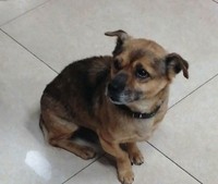 foto viral anjing