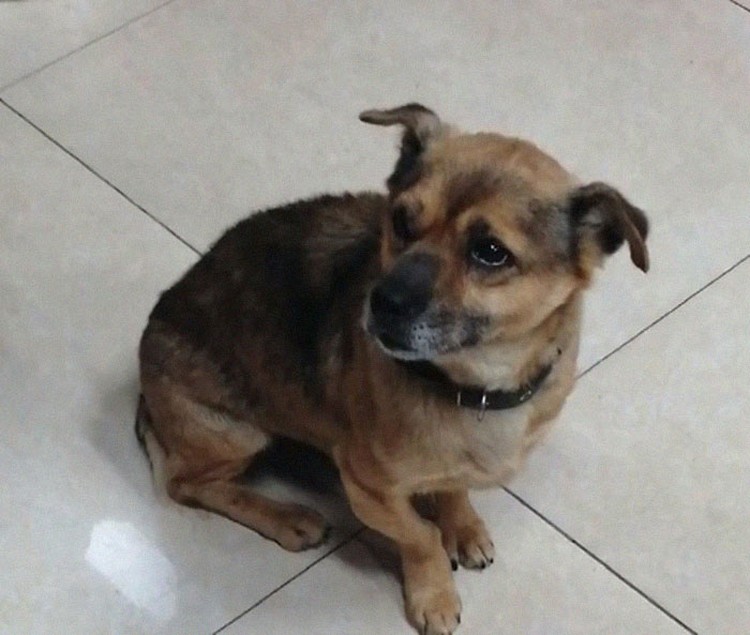 foto viral anjing