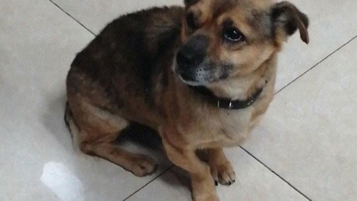 foto viral anjing