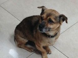 Majikan Wafat Kena Corona, Anjingnya Tak Mau Pulang dari RS