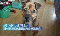 foto viral anjing