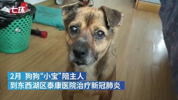 Semoga Xiao Bao menemukan keluarga baru yang mencintainya seperti majikannya yang sudah meninggal. Foto: via Bored Panda