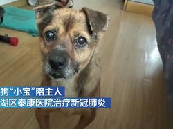 Majikan Wafat Kena Corona, Anjingnya Tak Mau Pulang dari RS