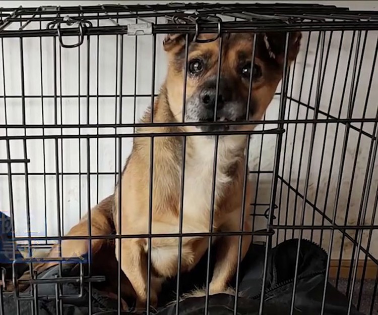 foto viral anjing
