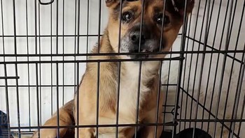 Pihak Wuhan Small Animal Protection Association berupaya mencarikan keluarga baru yang mau mengadopsinya. Foto: via Bored Panda