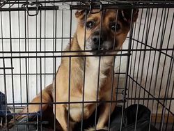 Majikan Wafat Kena Corona, Anjingnya Tak Mau Pulang dari RS